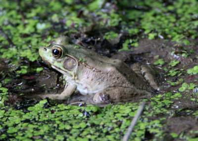 Green Frog; female