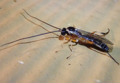 Ichneumonidae Ichneumon Wasp species