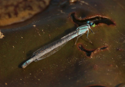 Ischnura kellicotti; Lilypad Forktail; female