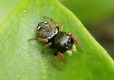 Phidippus whitmani; Jumping Spider species; juvenile