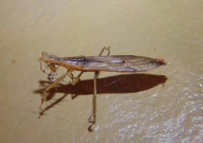 Pnirontis modesta; Assassin Bug species