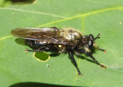 Laphria Robber Fly species