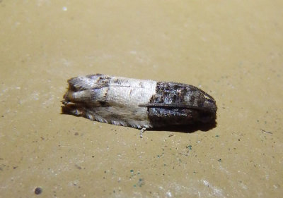3186 - Epiblema scudderiana; Goldenrod Gall Moth