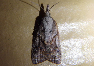 3740 - Platynota idaeusalis; Tufted Apple Bud Moth