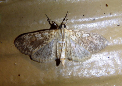5225 - Palpita freemanalis; Freeman's Palpita Moth