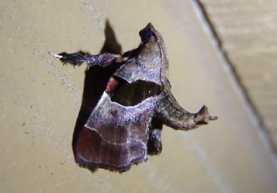 5556 - Tosale oviplagalis; Dimorphic Tosale Moth