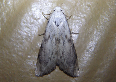 5633.1 - Aphomia fulminalis; Pyralid Moth species