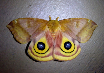 7746 - Automeris io; Io Moth; female
