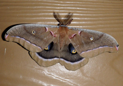 7757 - Antheraea polyphemus; Polyphemus Moth