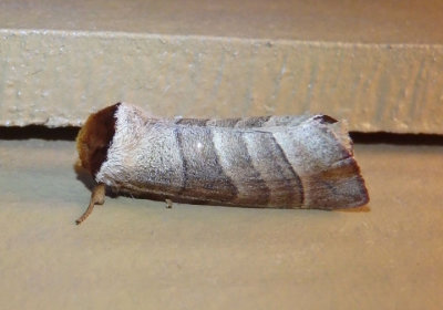 7907 - Datana integerrima; Walnut Caterpillar Moth