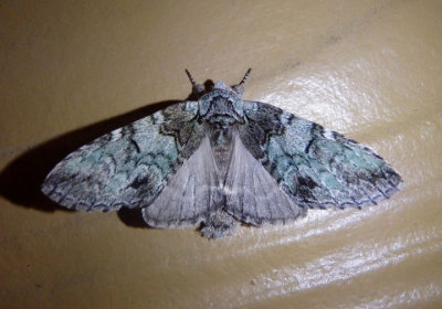 7975 - Macrurocampa marthesia; Mottled Prominent