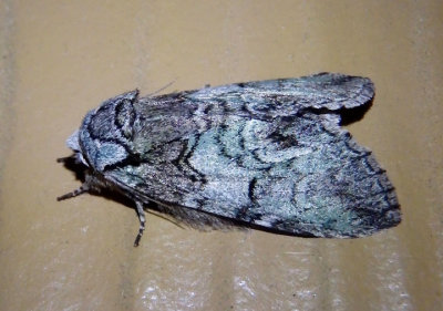 7975 - Macrurocampa marthesia; Mottled Prominent