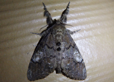8296 - Dasychira basiflava; Yellow-based Tussock Moth