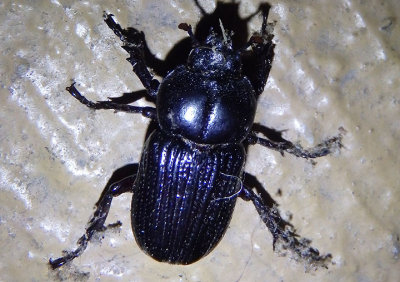 Phileurus valgus; Rhinocerus Beetle species