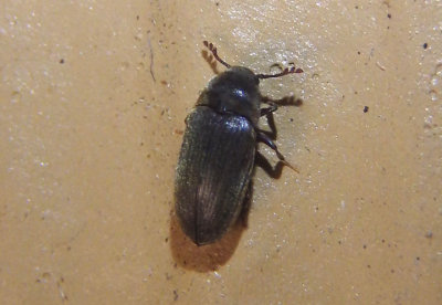 Throscidae False Click Beetle species