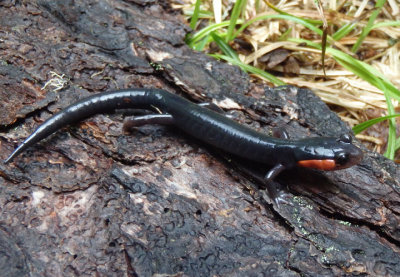 Red-cheeked Salamander