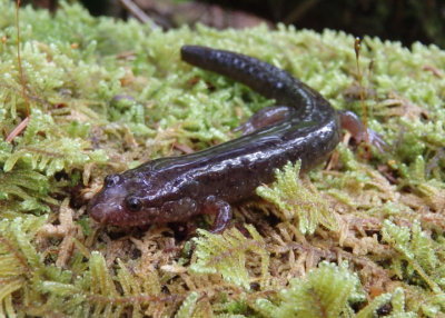 Ocoee Salamander 