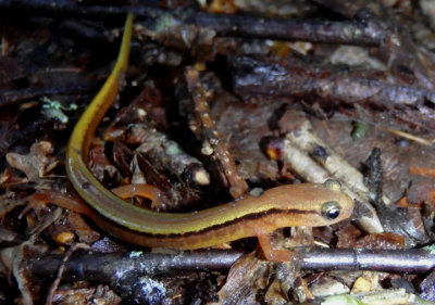 Blue Ridge Two-lined Salamander