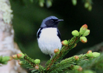 Black-throated Blue Warbler; male