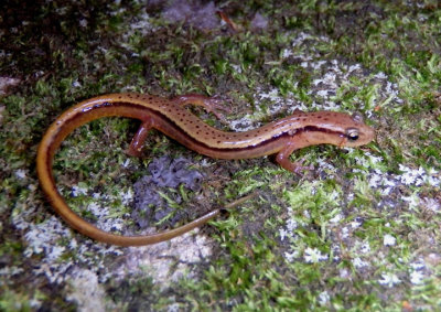 Blue Ridge Two-lined Salamander