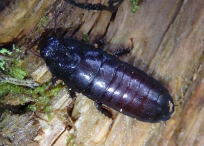 Cryptocercus punctulatus; Brown-hooded Cockroach