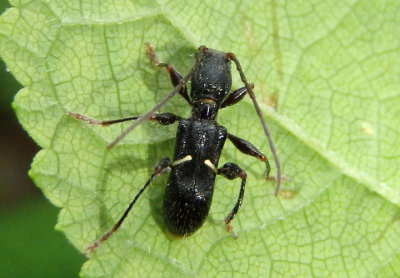 Euderces picipes; Longhorned Beetle species