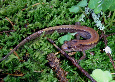Ocoee Salamander 