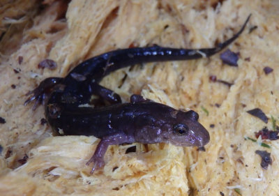 Ocoee Salamander 