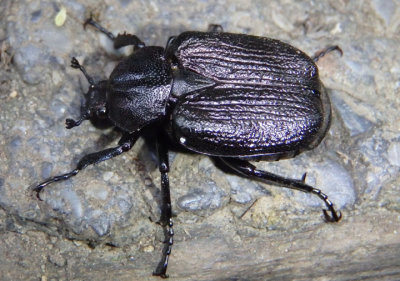 Osmoderma scabra; Scarab Beetle species