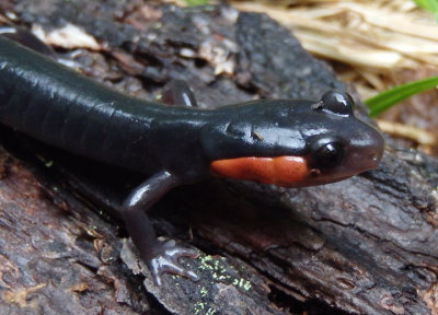 Red-cheeked Salamander 