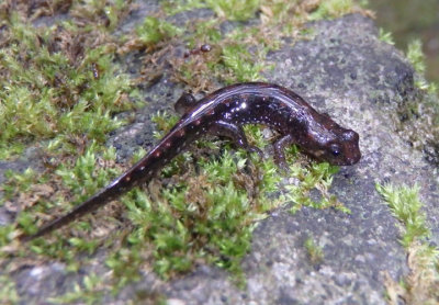 Seal Salamander