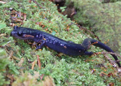 Red-cheeked Salamander 