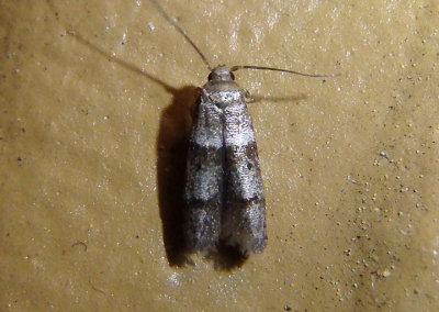 1167 - Blastobasis pulchella; Scavenger Moth species