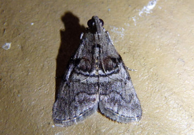 5606 - Pococera asperatella; Maple Webworm Moth