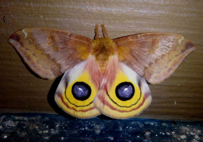 7746 - Automeris Io; Io Moth; female