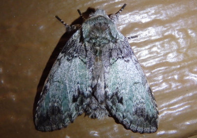 7975 - Macrurocampa marthesia; Mottled Prominent