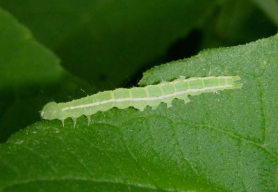 8447 - Hypena madefactalis; Gray-edged Hypena caterpillar