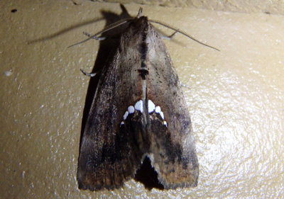 8528 - Hypsoropha hormos; Small Necklace Moth