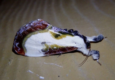 9301 - Eudryas grata; Beautiful Wood-nymph