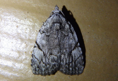 9662 - Balsa malana; Many-dotted Appleworm