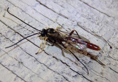 Campopleginae Ichnuemon Wasp species; male 