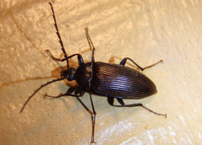 Capnochroa fuliginosa; Comb-clawed Beetle species