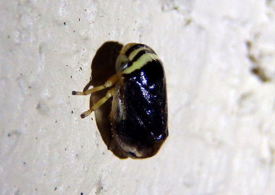 Clastoptera testacea; Spittlebug species; male