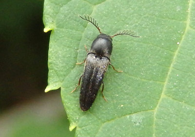 Deltometopus amoenicornis; False Click Beetle species; male
