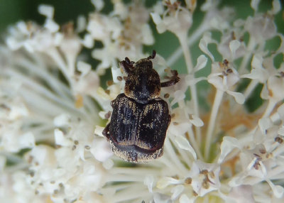 Valgus canaliculatus; Flower Chafer species