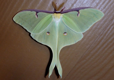 7758 - Actias Luna; Luna Moth