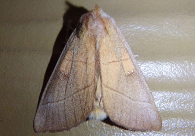 7915 - Nadata gibbosa; White-dotted Prominent