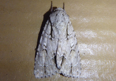 9227 - Acronicta laetifica; Pleasant Dagger