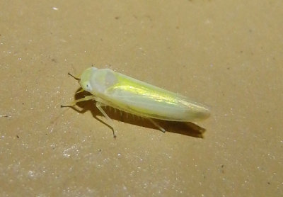 Alebra wahlbergi; Leafhopper species
