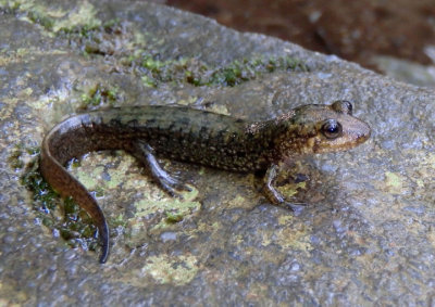 Cherokee Blackbelly Salamander